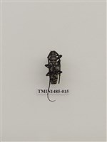 藏品(天牛科(四)泰國)的圖片